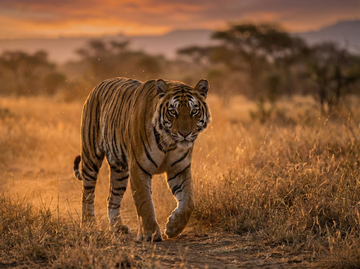 日本三级老虎视频